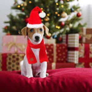 3 for $15 Fashion Pet Santa Hat & Scarf Set